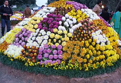 0 chrysanthemum day or kiku no sekku japan 09 09