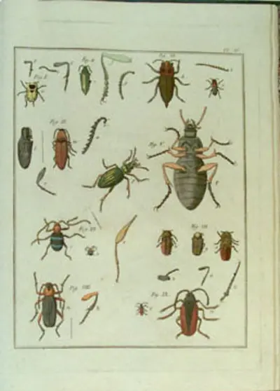 1725 etienne louis geoffroy french pharmacist and entomologist 10 12