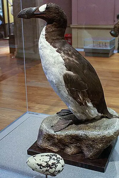 1844 the last pair of great auks is killed