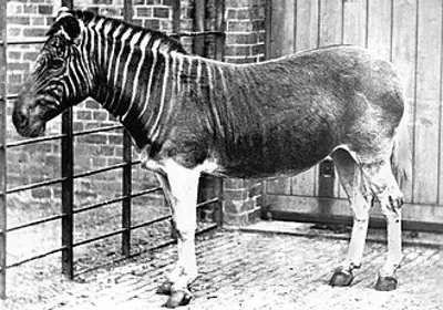 1883 the last quagga dies at the natura artis magistra a zoo in 08 12