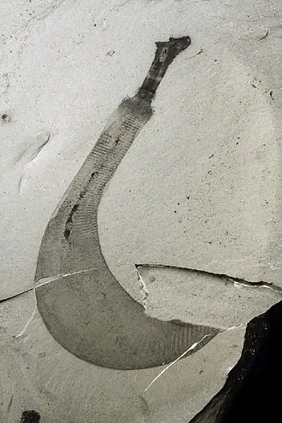 1909 burgess shale fossils are discovered by charles doolittle wa 08 30