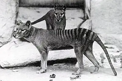 1936 the last thylacine a carnivorous marsupial dies alone in i 09 07