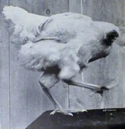 1945 mike the headless chicken was decapitated on a farm in color 09 10