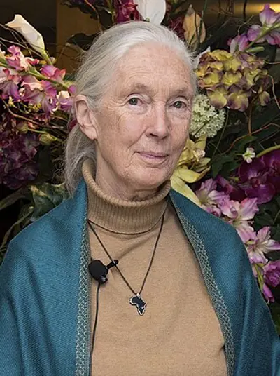 1960 jane goodall arrives at the gombe stream reserve in present 07 14