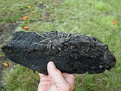 1984 commercial peat cutters discover the preserved bog body of a 08 01
