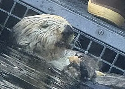 1999 rosa former sea otter at monterey bay aquarium 08 26