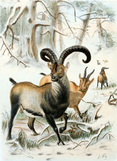 2003 three years after the death of the last pyrenean ibex celia 07 30
