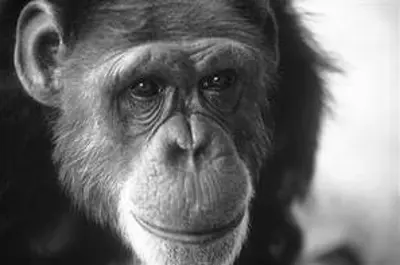 2007 washoe american chimpanzee born 1965 10 30