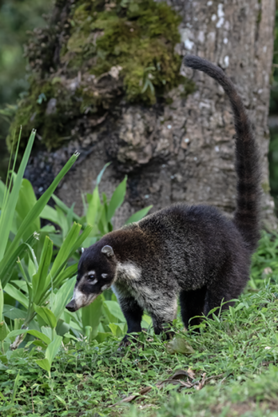 2008 an edit on the page of the coati nicknamed it the brazilian 07 12