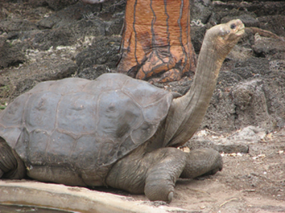 2012 death of lonesome george the last known individual of chelo 06 24