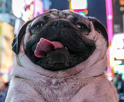 2012 doug the pug american celebrity dog 05 20