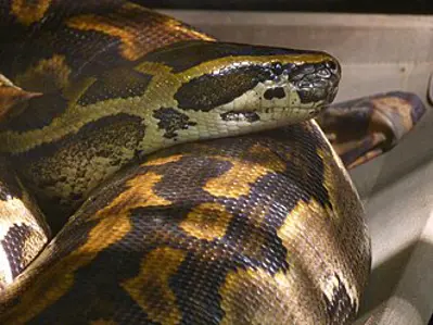 2013 a python killed two boys in campbellton new brunswick cana 08 05