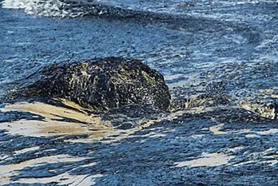 2015 the refugio oil spill deposited 142800 u.s