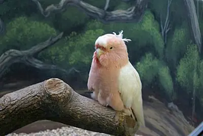 2016 cookie australian major mitchells cockatoo oldest recorde 08 27