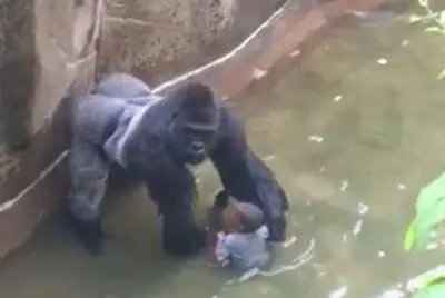 2016 harambe a gorilla is shot to death after grabbing a three 05 28