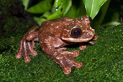 2016 toughie last known rabbs fringe limbed treefrog h. fl