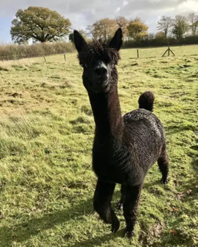 2021 geronimo british alpaca born 2013 08 31
